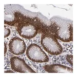 Merck ANTI-EXD2 antibody produced in rabbit