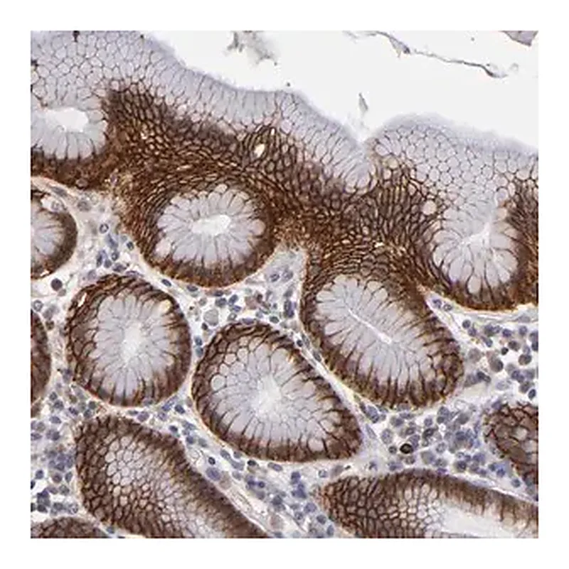 Merck ANTI-EXD2 antibody produced in rabbit