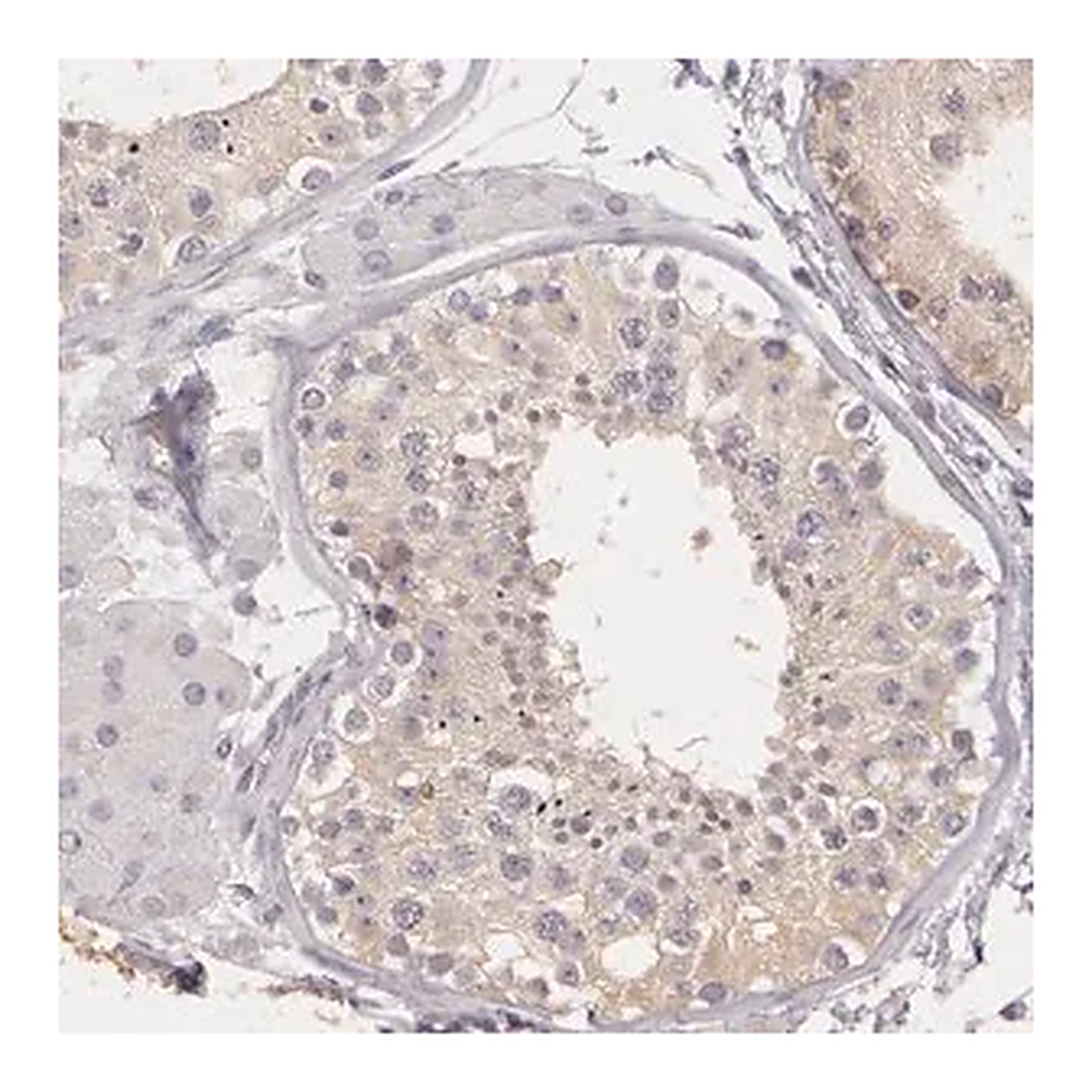 Merck Anti-G2E3 antibody produced in rabbit