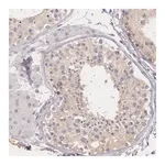 Merck Anti-G2E3 antibody produced in rabbit