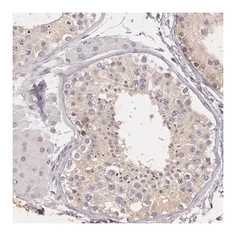 Merck Anti-G2E3 antibody produced in rabbit