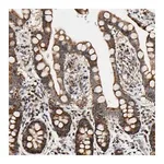 Merck Anti-KIAA0907 antibody produced in rabbit