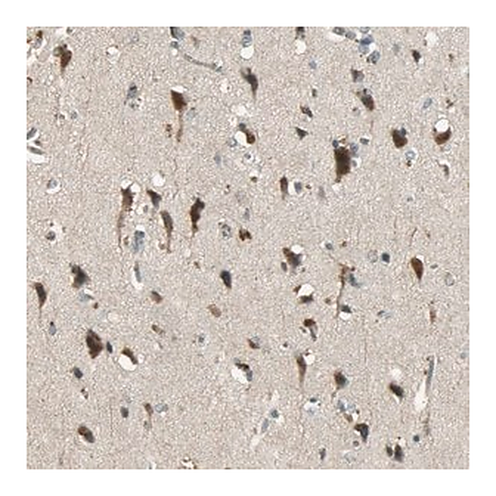 Merck Anti-KEAP1 antibody produced in rabbit