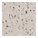 Merck Anti-KEAP1 antibody produced in rabbit