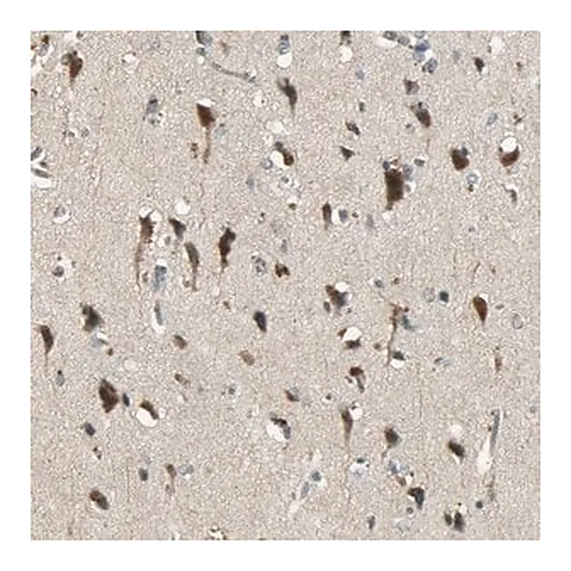 Merck Anti-KEAP1 antibody produced in rabbit
