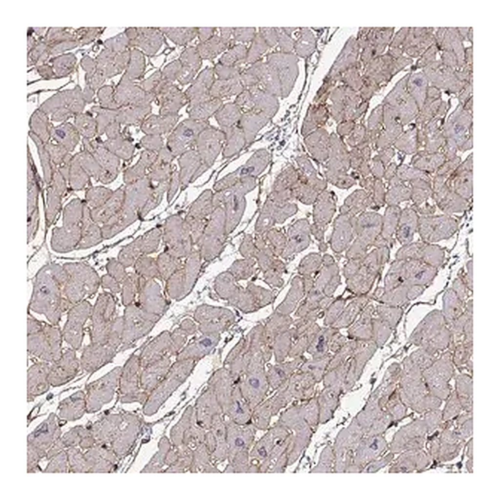 Merck Anti-LAMB2 antibody produced in rabbit