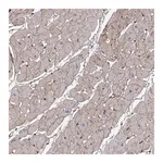 Merck Anti-LAMB2 antibody produced in rabbit