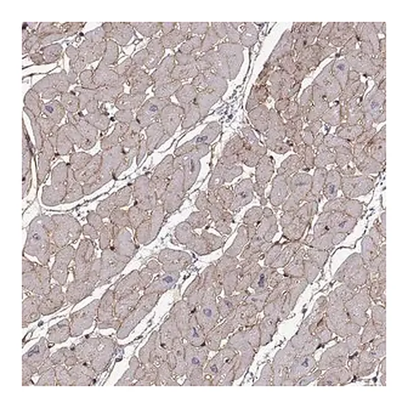Merck Anti-LAMB2 antibody produced in rabbit