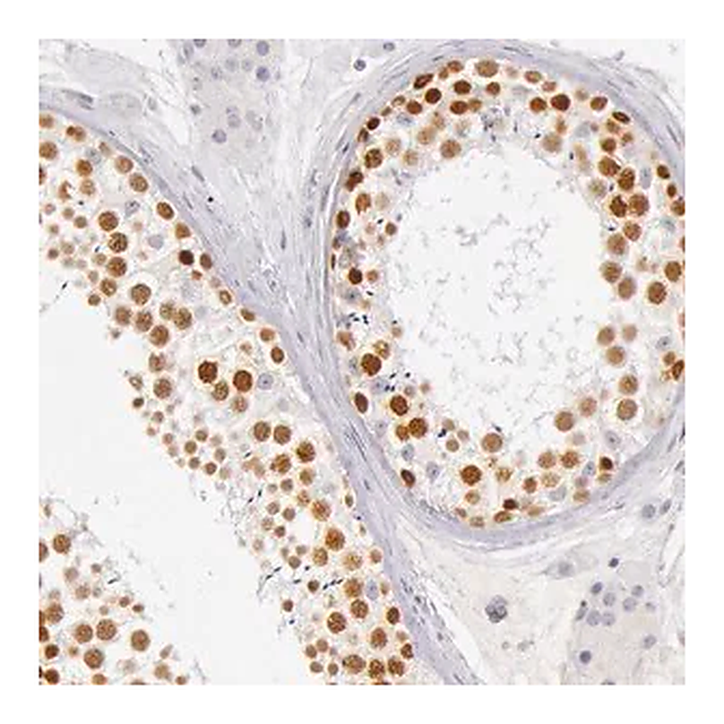 Merck Anti-RBMY1A1 antibody produced in rabbit