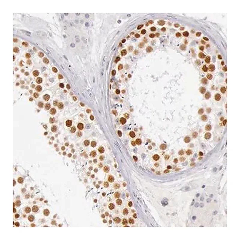 Merck Anti-RBMY1A1 antibody produced in rabbit