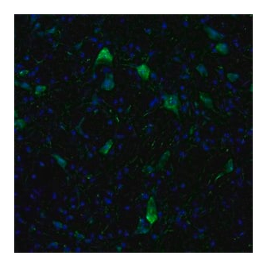 Merck Anti-KIF5A antibody produced in rabbit