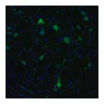 Merck Anti-KIF5A antibody produced in rabbit