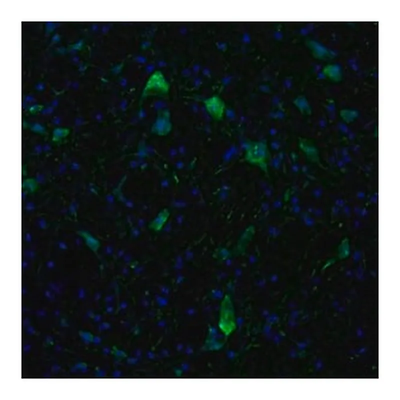 Merck Anti-KIF5A antibody produced in rabbit