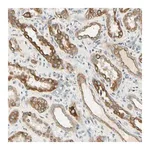 Merck Anti-LAMA3 antibody produced in rabbit