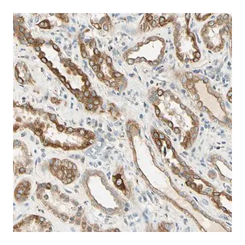 Merck Anti-LAMA3 antibody produced in rabbit