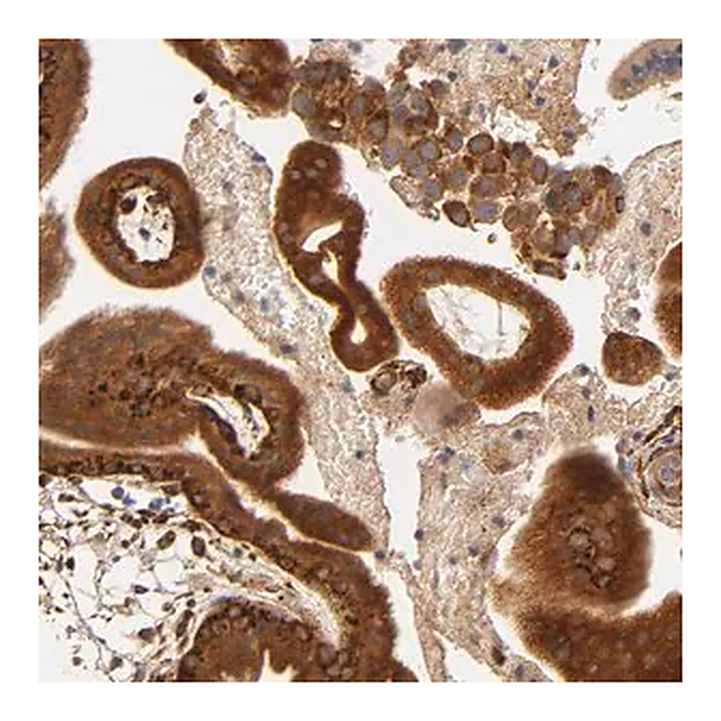 Merck Anti-LAMB1 antibody produced in rabbit