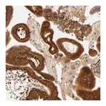 Merck Anti-LAMB1 antibody produced in rabbit