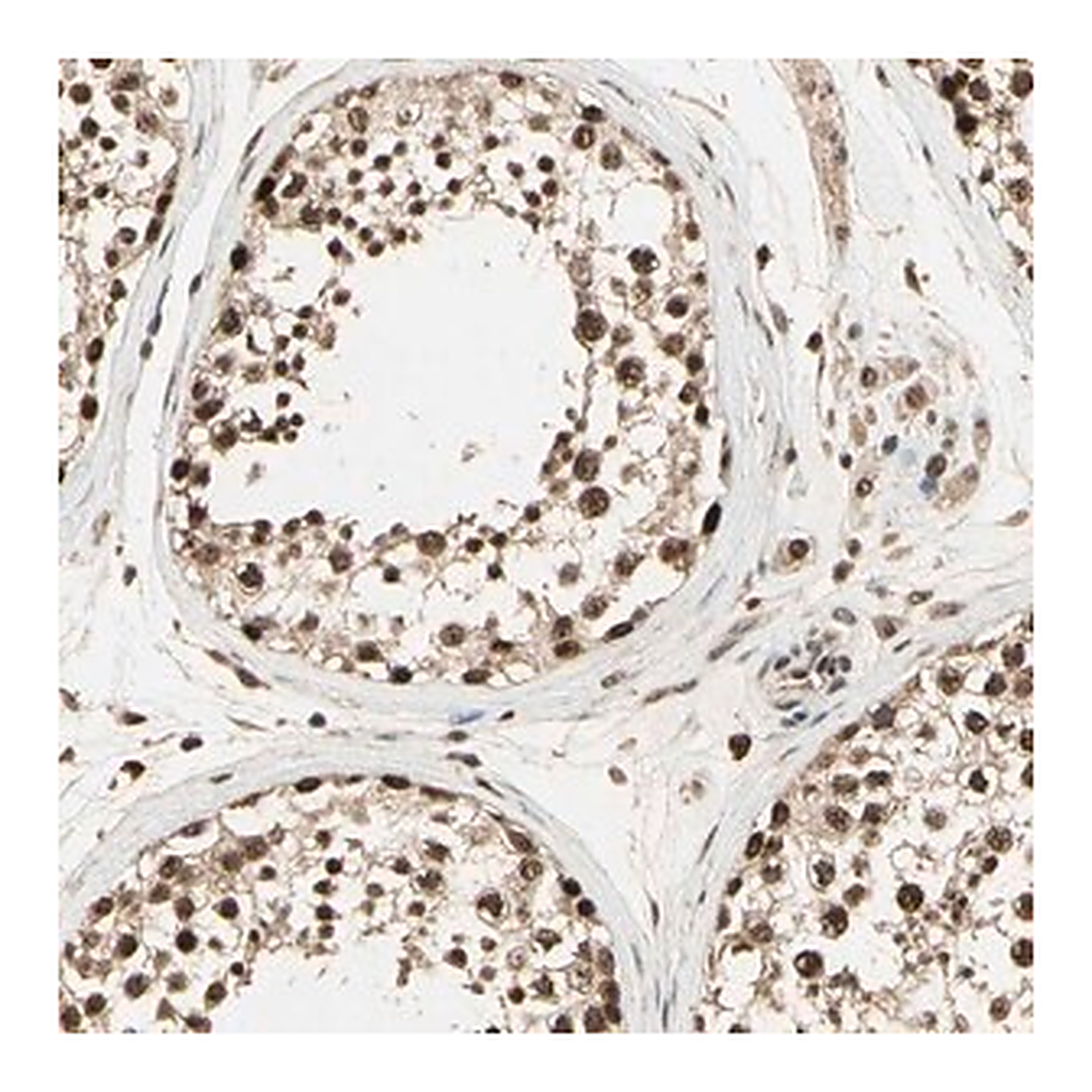 Merck Anti-RBM25 antibody produced in rabbit