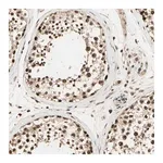 Merck Anti-RBM25 antibody produced in rabbit