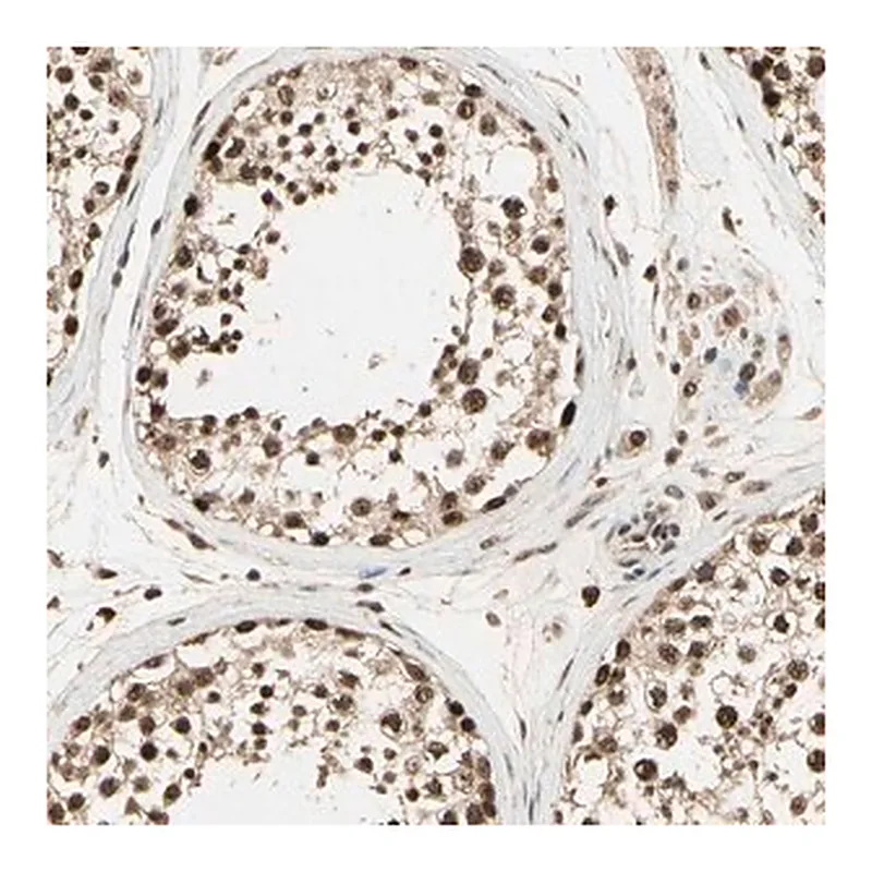 Merck Anti-RBM25 antibody produced in rabbit