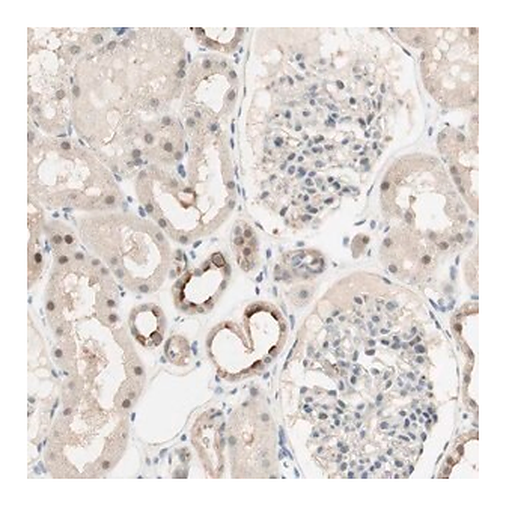 Merck Anti-RFNG antibody produced in rabbit