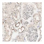 Merck Anti-RFNG antibody produced in rabbit