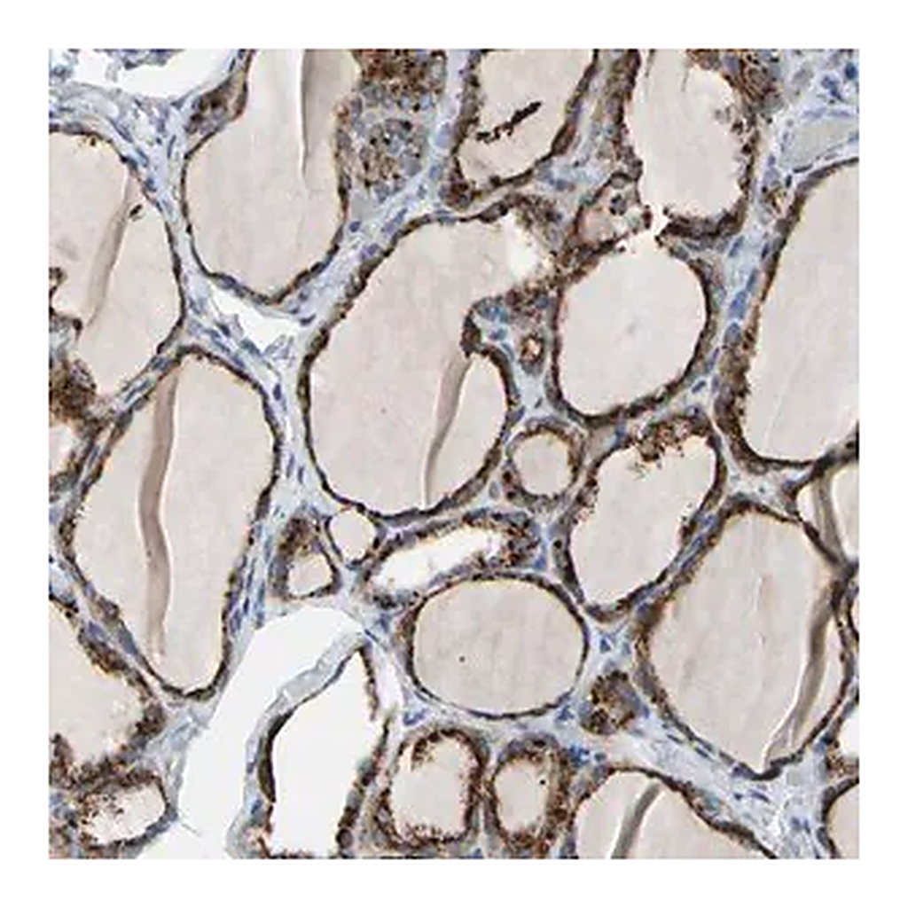 Merck Anti-RETSAT antibody produced in rabbit
