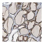 Merck Anti-RETSAT antibody produced in rabbit
