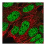 Merck Anti-RBX1 antibody produced in rabbit