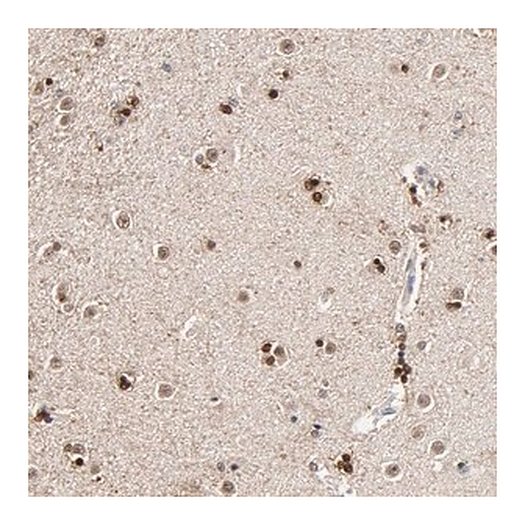 Merck Anti-RGAG4 antibody produced in rabbit