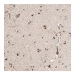 Merck Anti-RGAG4 antibody produced in rabbit