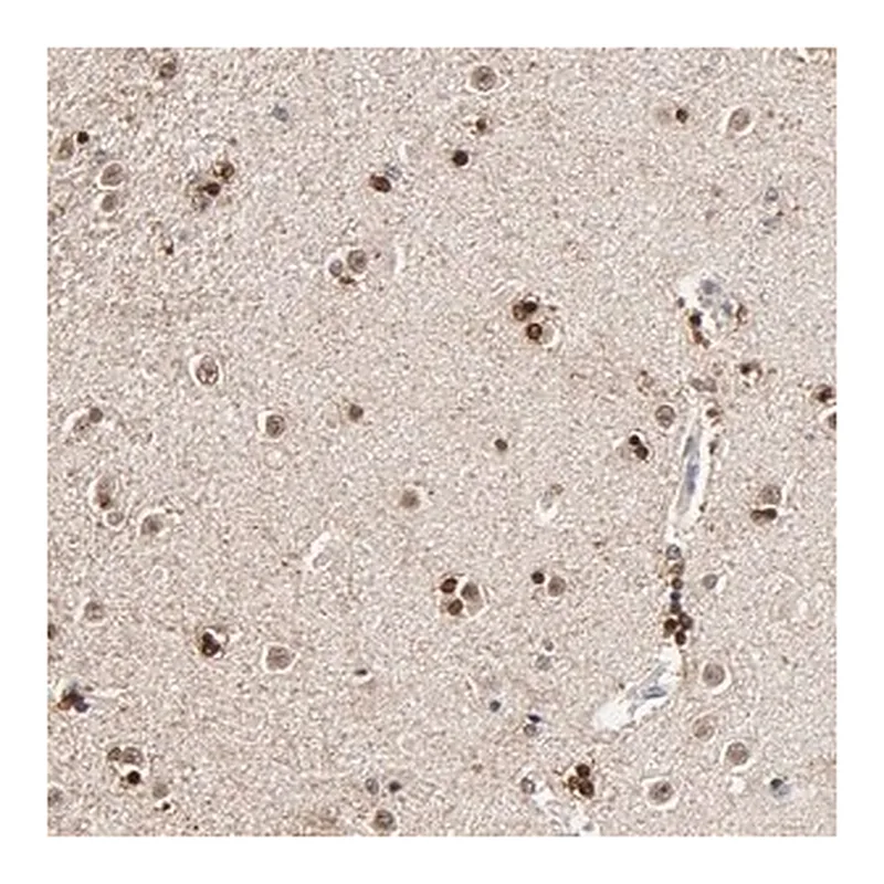 Merck Anti-RGAG4 antibody produced in rabbit