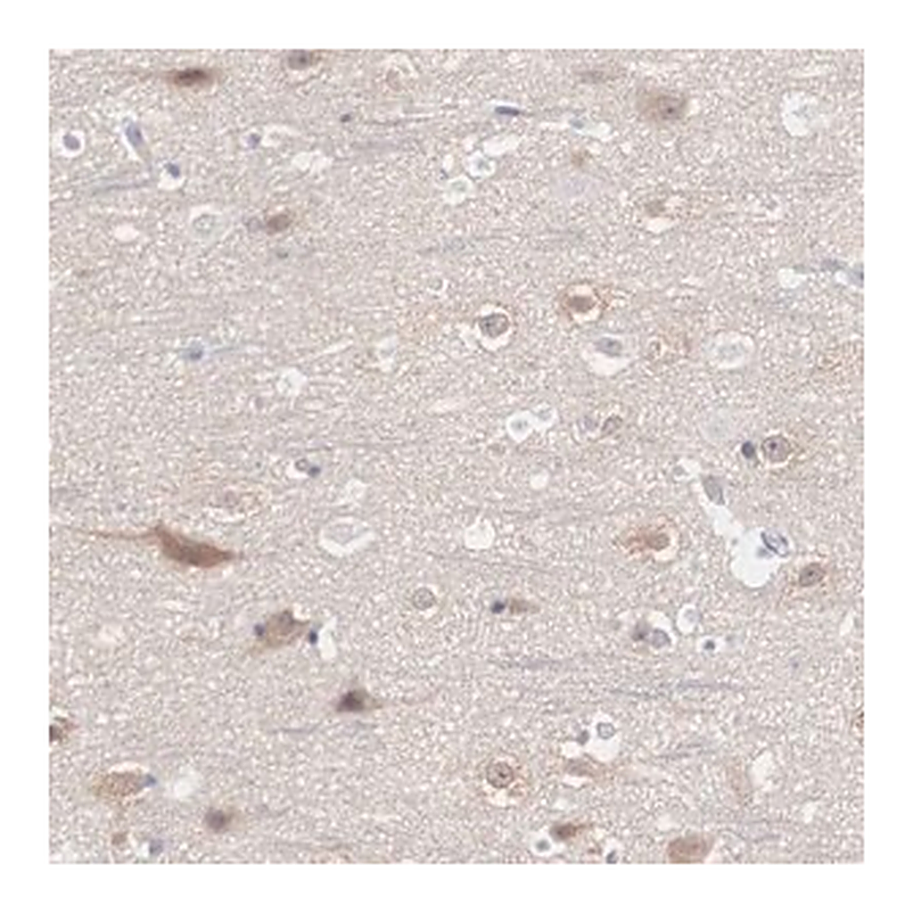 Merck Anti-REPS2 antibody produced in rabbit