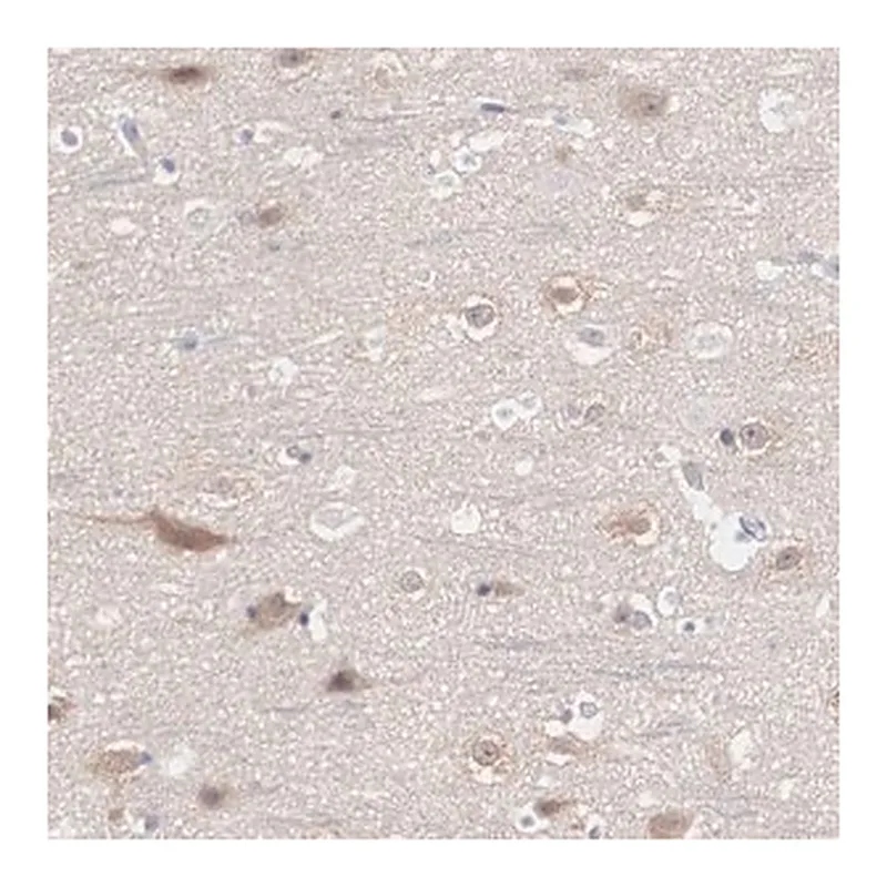 Merck Anti-REPS2 antibody produced in rabbit