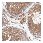 Merck Anti-RNASE11 antibody produced in rabbit