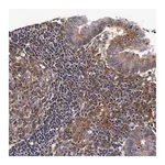 Merck Anti-RP2 antibody produced in rabbit