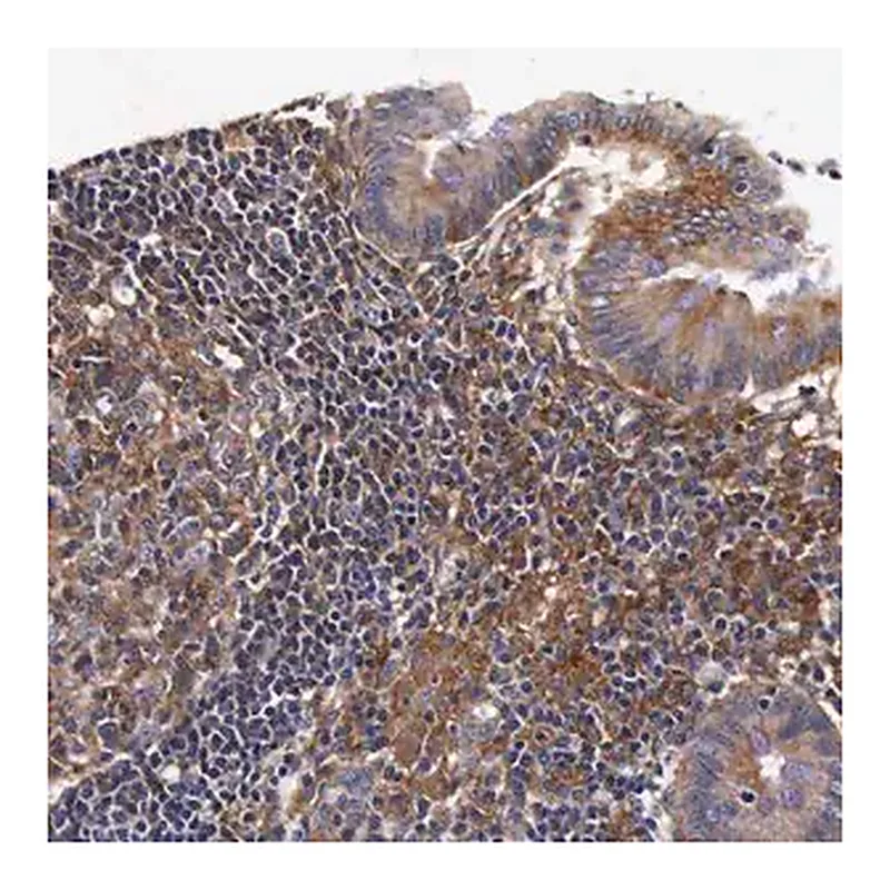 Merck Anti-RP2 antibody produced in rabbit