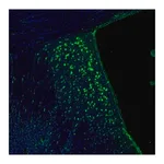 Merck Anti-RPL9 antibody produced in rabbit