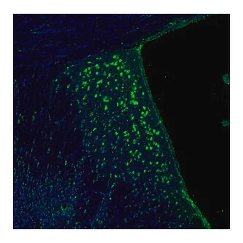 Merck Anti-RPL9 antibody produced in rabbit