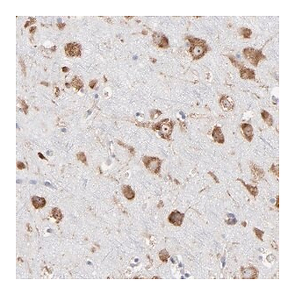 Merck Anti-RPL3 antibody produced in rabbit