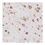 Merck Anti-RPL3 antibody produced in rabbit