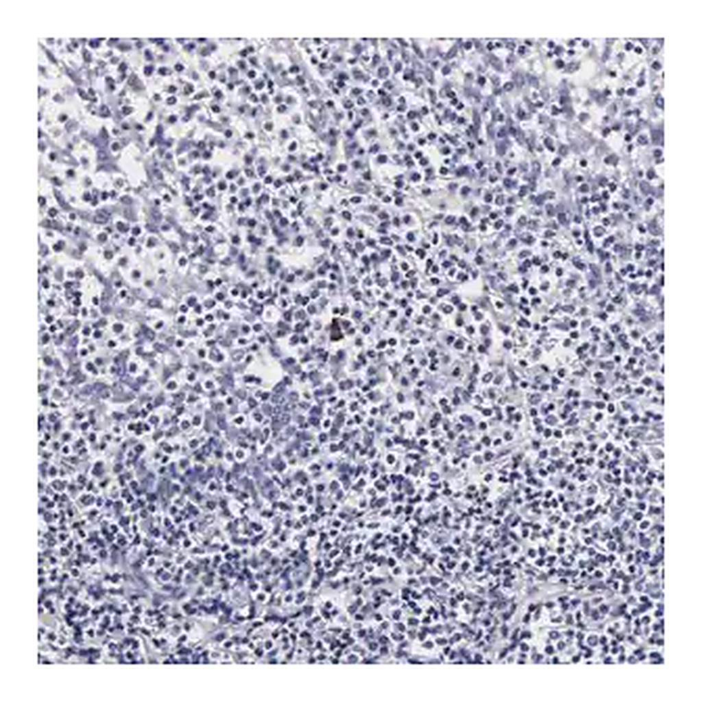 Merck Anti-RNASE6 antibody produced in rabbit