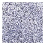 Merck Anti-RNASE6 antibody produced in rabbit