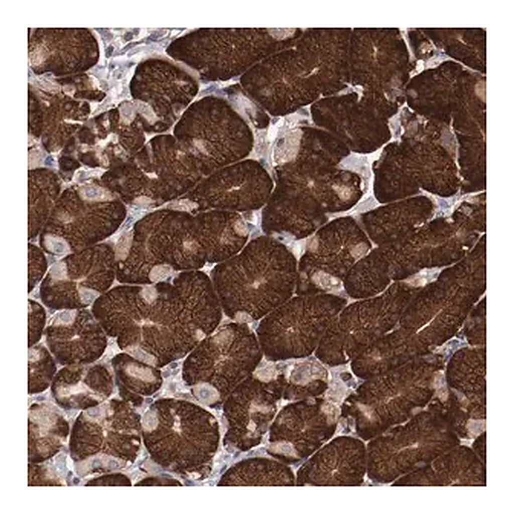 Merck Anti-RPS4X antibody produced in rabbit