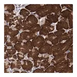 Merck Anti-RPS4X antibody produced in rabbit