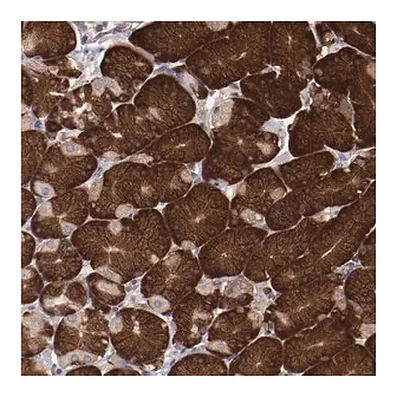 Merck Anti-RPS4X antibody produced in rabbit
