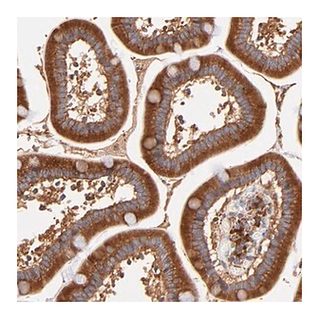Merck Anti-RPL27 antibody produced in rabbit