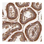 Merck Anti-RPL27 antibody produced in rabbit