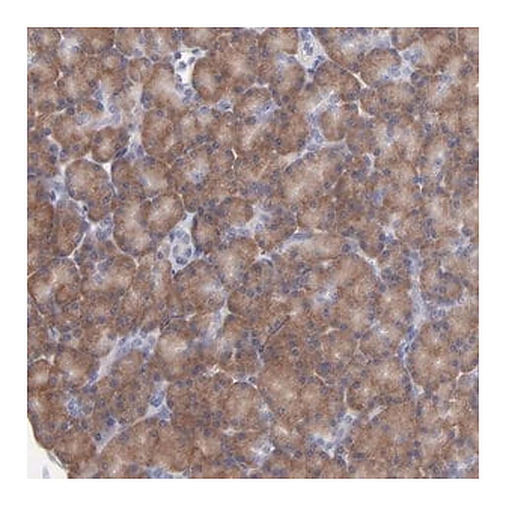 Merck Anti-RPS24 antibody produced in rabbit