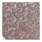 Merck Anti-RPS24 antibody produced in rabbit